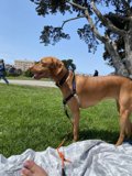 Canine in the Park