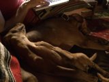 Canine Companions