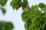 Lesser Goldfinch Perched Among Spring Tree Leaves