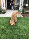 Poodle on the Path