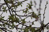 Spring's Gentle Awakening