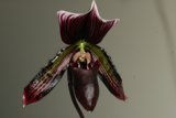 The Long-Stemmed Orchid