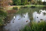 Peaceful Pond Paradise