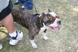 Cool Canine