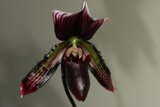 Beautiful Orchid Blossom
