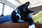 Feline Perch