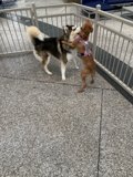 Best Friends at Play