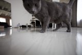 Cat on Hardwood Flooring