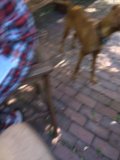 A Bulldog Takes a Stroll Down a Flagstone Walkway