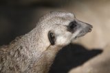 The Watchful Meerkat