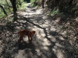 Rocky Road Companion