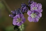 Purple Geranium Flowers