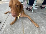 Sandaled Pup