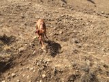 Rover's Red Ball Adventure