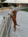 Paws on the Rail