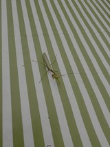 Praying Mantis on Green Striped Surface