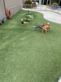Canine Joy on Artificial Grass