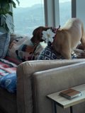 Comfy Canine on a Cozy Couch