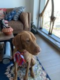 Pawsome Company in a Cozy Living Room