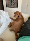 Companions on the Couch