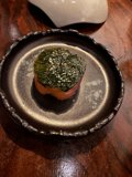 A Taste of Green in San Francisco