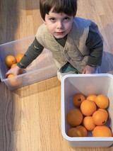 Young Boy Sorting Oranges into Storage Containers