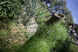 Resilience in Repose: A Moment at Alemany Farm