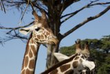 Majestic Twin Giraffes at SF Zoo