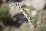Desert Flora