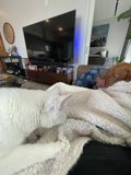 Furry Friends on Screen Time