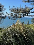 Scenic Overlook of the Pacific