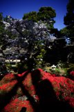 Serenity in the Japanese Tea Garden