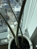 Bird on a City Windowsill