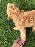 Poodle Playtime