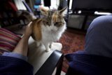 Cozy Christmas Lap Cat