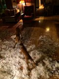 Playtime in the Living Room