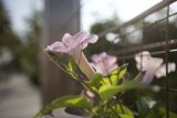 Fence Flower