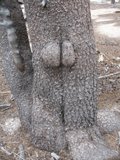 The Face in the Bark