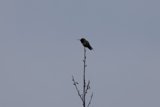 Perched in Serenity