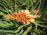 Orange Blooms Amidst Lush Foliage