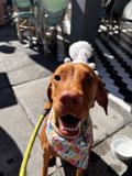 Happy Birthday Hound!