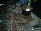 Two Potted Plants on a Flagstone Path