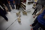 Shopping with our furry friends