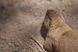 Skygazing Squirrel