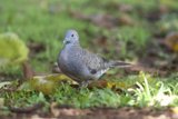 Serene Presence: A Pigeon's Quiet Moment