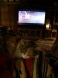 Lazy Cat Watching TV