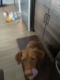 Man's Best Friend on Hardwood
