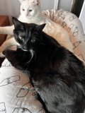 Feline Lounge Buddies