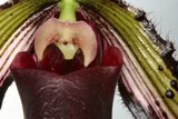 Orchid Beauty