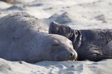 Mother and Pup Elephant Seals Resting on Sandy Beach